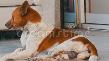 白褐色的流浪狗躺在家具店的街道上，靠在一张白色的沙发上